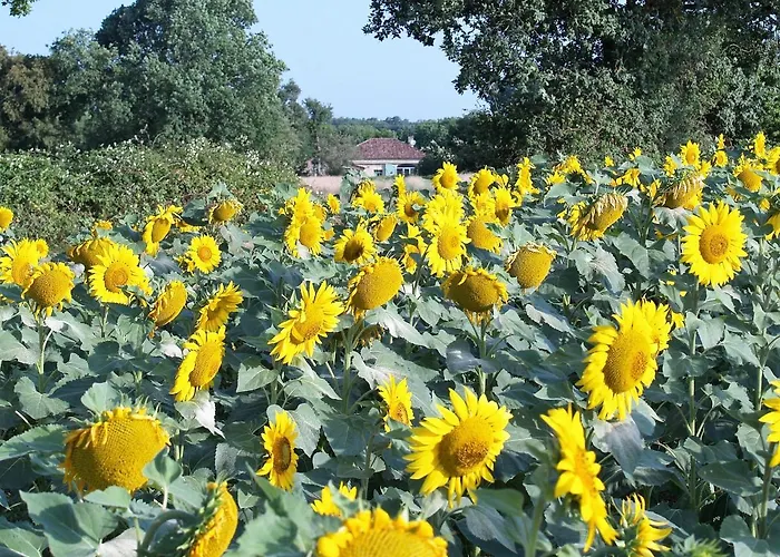 A Labourdette Couette-café 3*